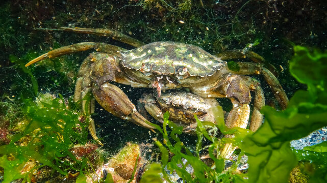 Male and female  Green crab or Shore crab (Carcinus maenas, Carcinus aestuarii)