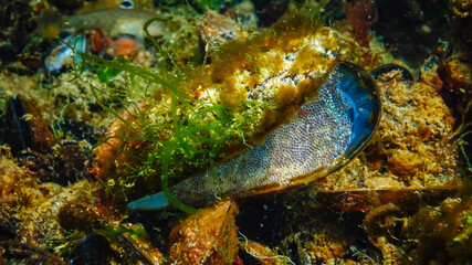 Eggs of the blenny Parablennius in the bivalve mollusk of the Black Sea mussel
