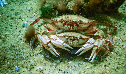 Male and female Swimming crab (Macropipus holsatus) before breeding, close-up