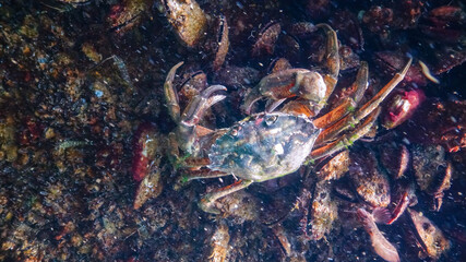 Invasive species, Big Green crab (Carcinus maenas) crab on a stone with mussels