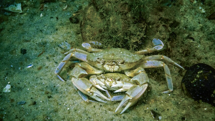 Male and female Swimming crab (Macropipus holsatus) before breeding, close-up