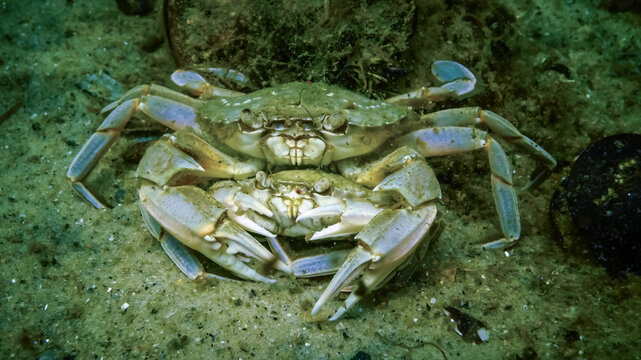 Male and female Swimming crab (Macropipus holsatus) before breeding, close-up
