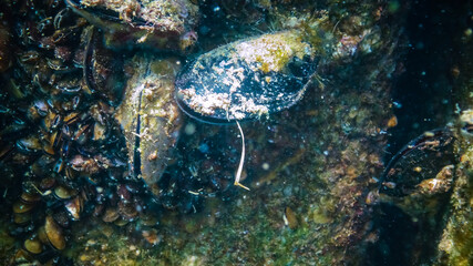Mediterranean mussel (Mytilus galloprovincialis), the mollusk secretes pseudofeces