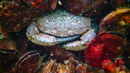 Jaguar round crab (Xantho poressa). Fauna of the Black Sea