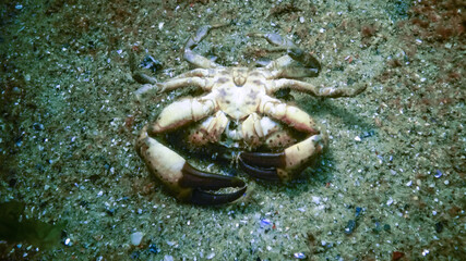 Jaguar round crab (Xantho poressa). Fauna of the Black Sea.
