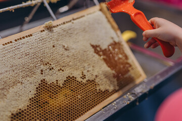  Using beekeeping tools for opening wax cells full of ready product.