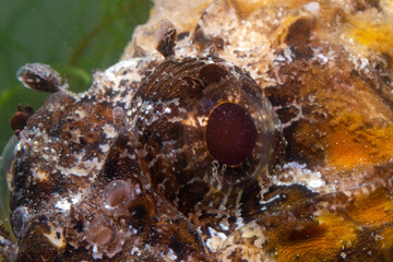 Poisonous dangerous fish,  European black scorpionfish (Scorpaena porcus), Fish of the Black Sea