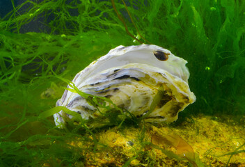 A young mussel attached to an oyster shell against the background of the green algae