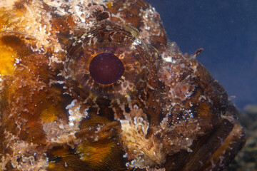 Poisonous dangerous fish,  European black scorpionfish (Scorpaena porcus), Fish of the Black Sea