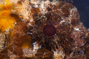 Poisonous dangerous fish,  European black scorpionfish (Scorpaena porcus), Fish of the Black Sea