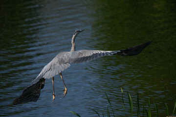 Great Blue Heron taking flight