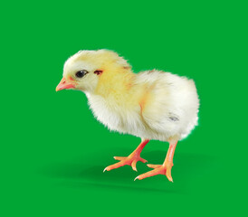 little chick