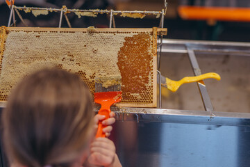 Girl Use beekeeping tools to open wax cells filled with the finished product.