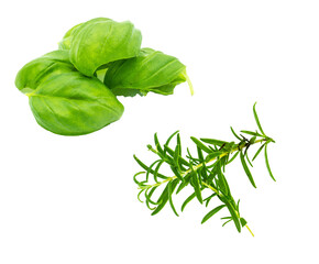 Basilikum und Rosmarinzweig isoliert Studio