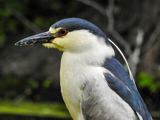 Black-Crowned Night Heron perched quietly for a moment of rest
