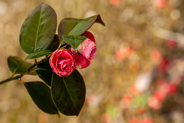 Close-up of red roses with lush green leaves