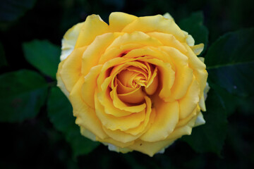 a close-up yellow rose leaf