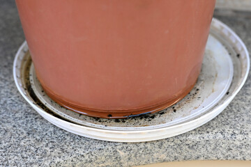 plastic bowl abandoned in a vase with stagnant water inside. close up view. mosquitoes in potential...