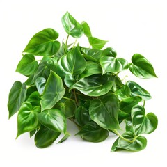 Green leaves of houseplant isolated on white background.