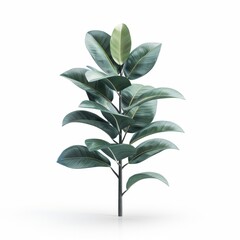 This is a photo of a young rubber plant tree isolated on a white background.
