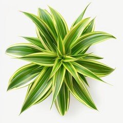 Top view of a green and yellow Dracaena Marginata plant isolated on a white background.