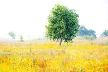 Obraz premium Spring scenery of the waterside park in Buk-myeon, Changwon-si, South Gyeongsang Province, Korea, where yellow golden wave flowers are full of riverside fields.