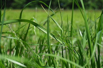 田んぼの雑草