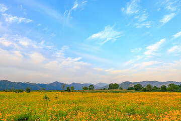 Obraz premium Spring scenery of the waterside park in Buk-myeon, Changwon-si, South Gyeongsang Province, Korea, where yellow golden wave flowers are full of riverside fields.