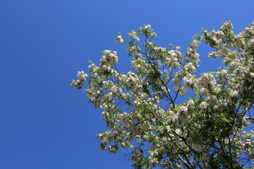 Blooming Robinia pseudoacacia, commonly known as black locust in its native territory.