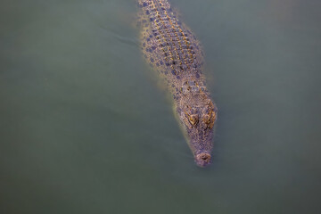 The salt crocodile swimming on the river near canal