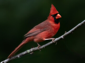 Cardinal sitting on a branch