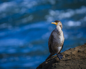 An immature Japanese cormorant perching on a reef