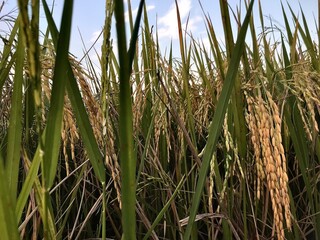 Fototapeta premium rice field