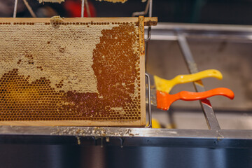  Using beekeeping tools for opening wax cells full of ready product.