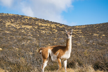 Argentina, Patagonia Argentina, Guanaco, Guanacos