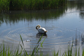 swan on the lake
