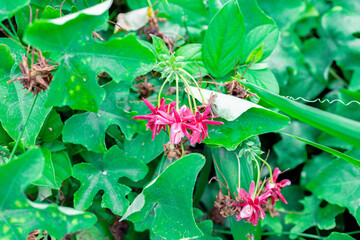 Garden Flower landscape ground agriculture