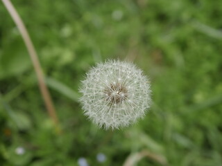 fiori spontanei nati nel mio giardino