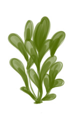 leaves