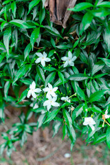 Garden Flower landscape ground agriculture