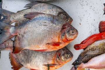 Fresh varieties of sea food meat like fishes, crabs, shrimp, prawns, squid, cuttlefish, octopus, sharks, dry fish, etc,. Selling at Chennai Kasimedu - the largest fish market place in south india. 