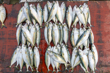 Obraz premium Fresh varieties of sea food meat like fishes, crabs, shrimp, prawns, squid, cuttlefish, octopus, sharks, dry fish, etc,. Selling at Chennai Kasimedu - the largest fish market place in south india. 