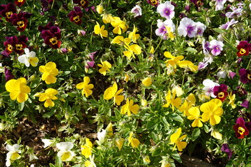 Champ de pensées fleuries