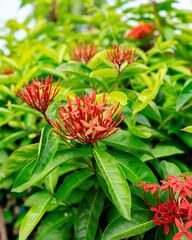 Garden Flower landscape ground agriculture