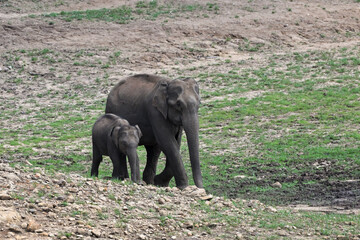 elephant and baby elephant, Asian elephant is the largest land mammal on the Asian continent