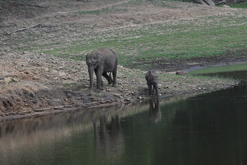 elephant and baby elephant, Asian elephant is the largest land mammal on the Asian continent