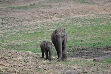 elephant and baby elephant, Asian elephant is the largest land mammal on the Asian continent