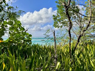 seascape of guadeloupe in the french west indies with view of wild green plants and tropical vegetation with the caribbean sea in the background

