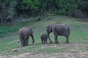 elephant and baby elephant, Asian elephant is the largest land mammal on the Asian continent