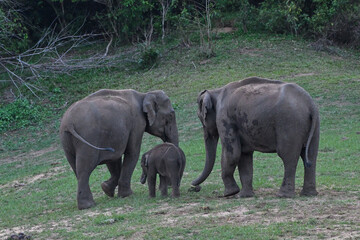 elephant and baby elephant, Asian elephant is the largest land mammal on the Asian continent